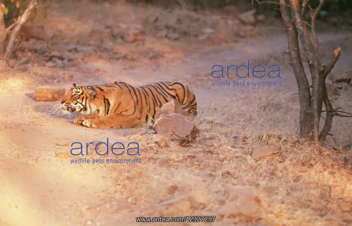 : Bengal / Indian TIGER - stalking prey : Bengal / Indian TIGER - stalking prey