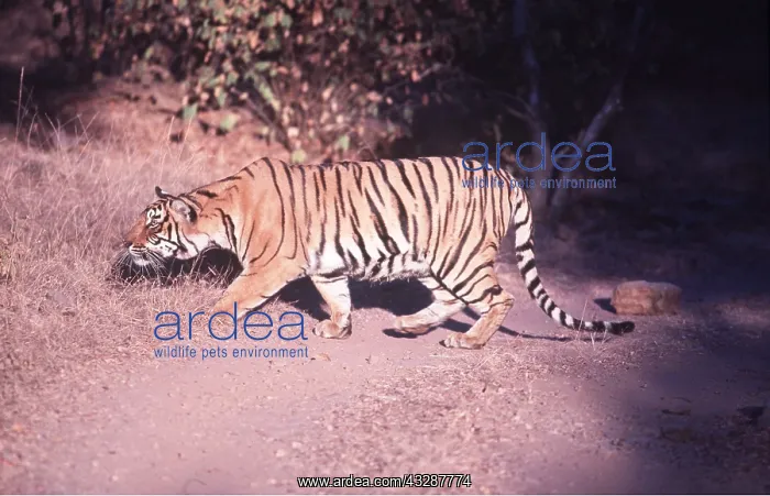 : Bengal / Indian TIGER - stalking prey : Bengal / Indian TIGER - stalking prey