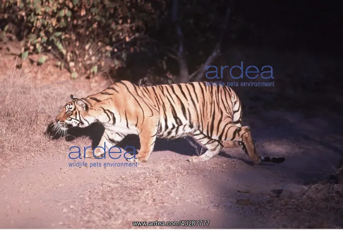: Bengal / Indian TIGER - stalking prey : Bengal / Indian TIGER - stalking prey