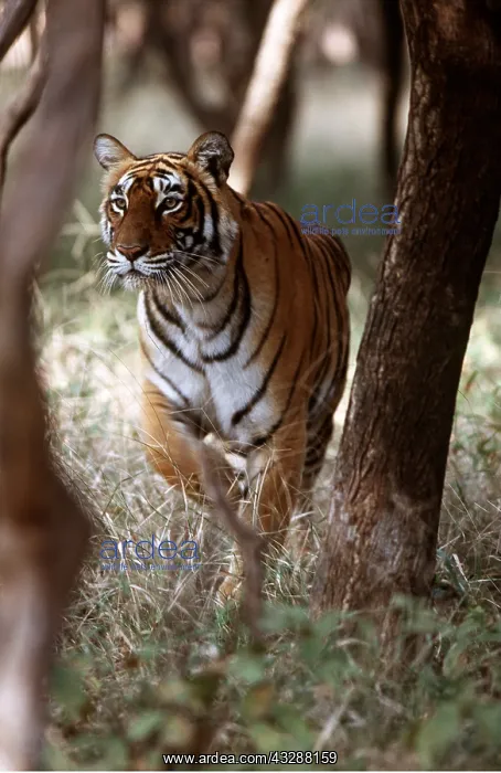 : Bengal / Indian TIGER - stalking through trees : Bengal / Indian TIGER - stalking through trees