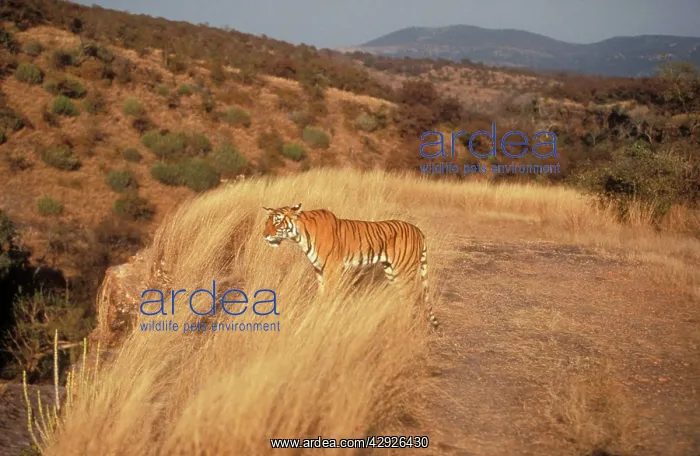 : Bengal / Indian TIGER - standing in grass : Bengal / Indian TIGER - standing in grass