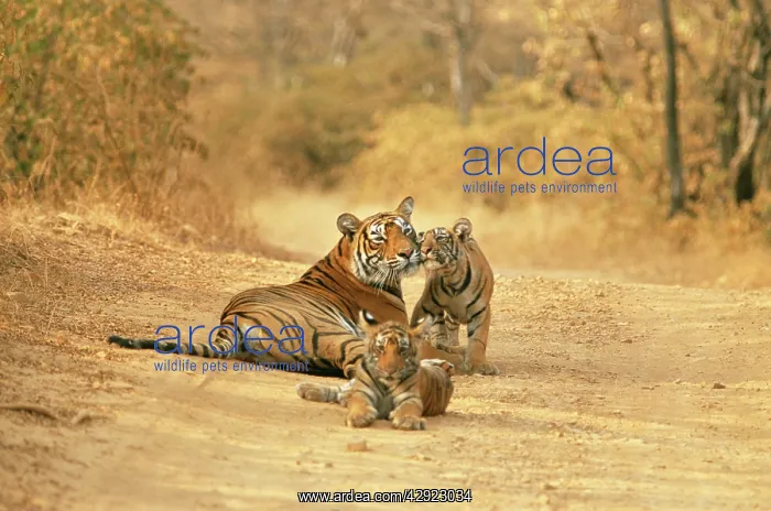 : Bengal / Indian Tiger - Tigress with cubs on dirt road : Bengal / Indian Tiger - Tigress with cubs on dirt road