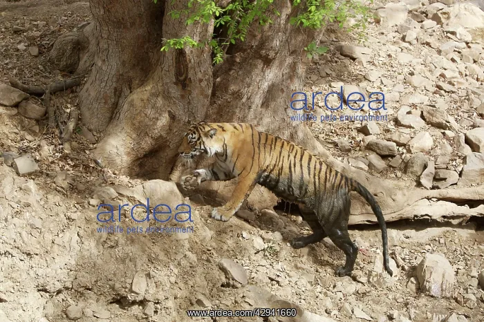 : Bengal / Indian Tiger - Tigress dirty after lying in a pool : Bengal / Indian Tiger - Tigress dirty after lying in a pool