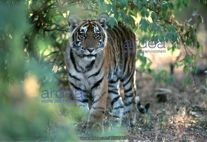 : Bengal / Indian TIGER in undergrowth : Bengal / Indian TIGER in undergrowth