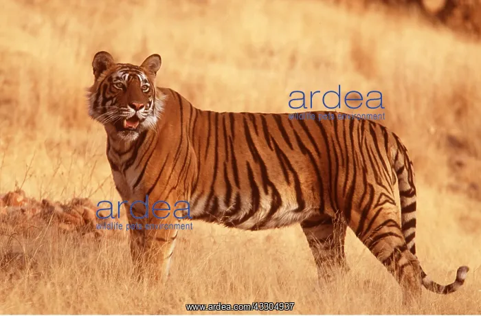 : Bengal / Indian TIGER - side view full body in evening light : Bengal / Indian TIGER - side view full body in evening light