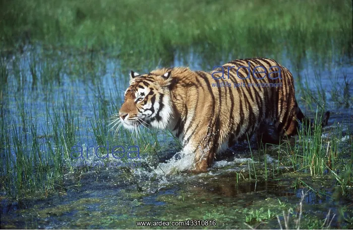 : Bengal / Indian TIGER - wading through water : Bengal / Indian TIGER - wading through water