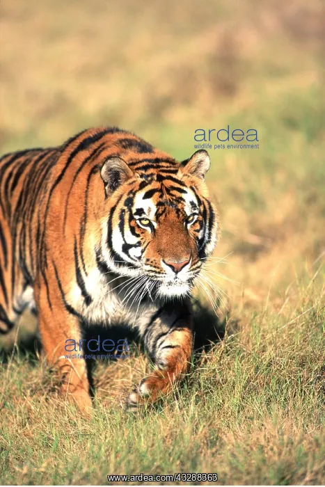 : Bengal / Indian TIGER - walking towards camera : Bengal / Indian TIGER - walking towards camera