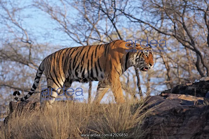 : Bengal / Indian Tiger - walking along hilltop : Bengal / Indian Tiger - walking along hilltop
