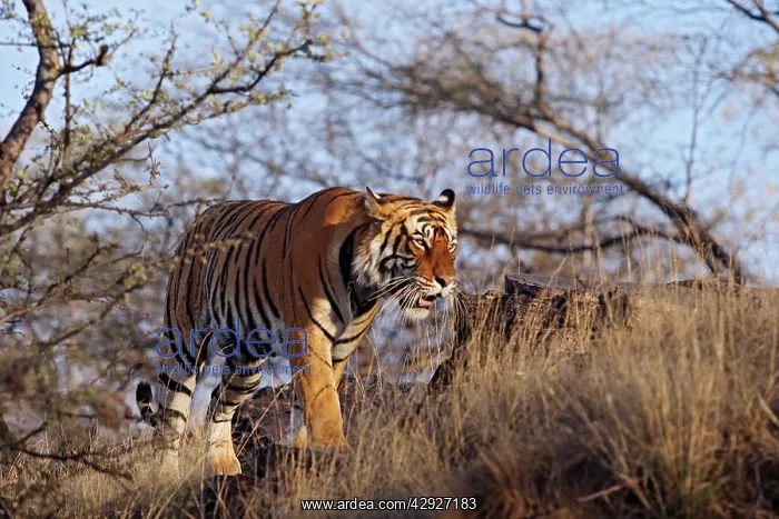: Bengal / Indian Tiger - walking around it's territory : Bengal / Indian Tiger - walking around it's territory