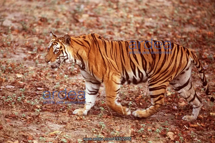 : Bengal / Indian TIGER - walking in jungle : Bengal / Indian TIGER - walking in jungle