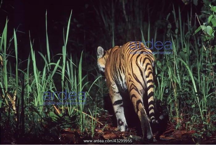 : Bengal / Indian TIGER - walking into jungle at night : Bengal / Indian TIGER - walking into jungle at night