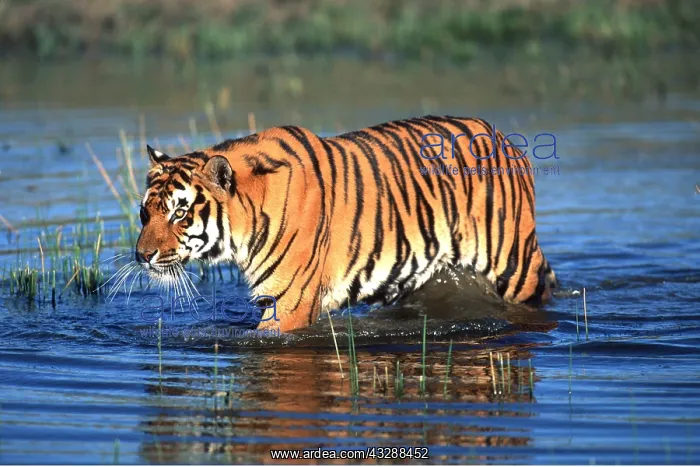: Bengal / Indian TIGER - walking in water : Bengal / Indian TIGER - walking in water
