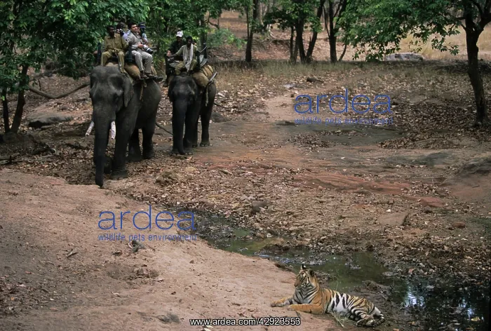 : Bengal / Indian Tiger - being watched by people : Bengal / Indian Tiger - being watched by people
