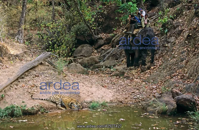 : Bengal / Indian Tiger - being watched by tourists : Bengal / Indian Tiger - being watched by tourists