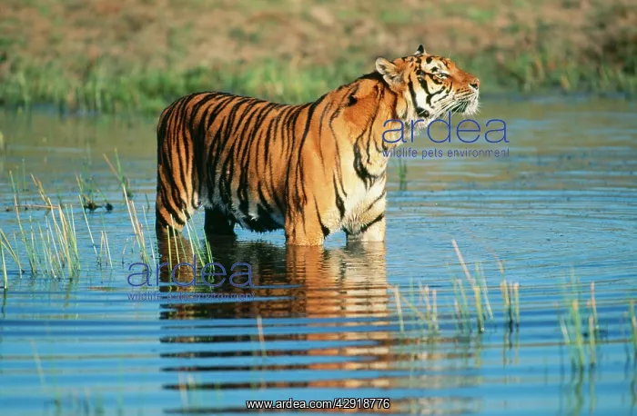 : Bengal  /  Indian TIGER - in water, sniffing