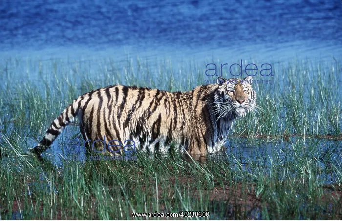 : Bengal / Indian TIGER - in water sniffing air : Bengal / Indian TIGER - in water sniffing air
