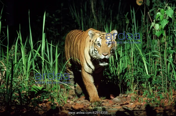 : Bengal / Indian Tiger - in wild, at night : Bengal / Indian Tiger - in wild, at night