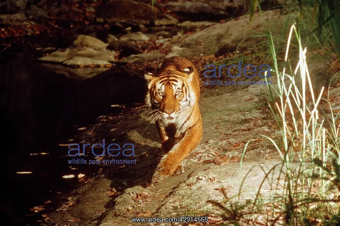 : Bengal / Indian TIGER - in wild at night : Bengal / Indian TIGER - in wild at night