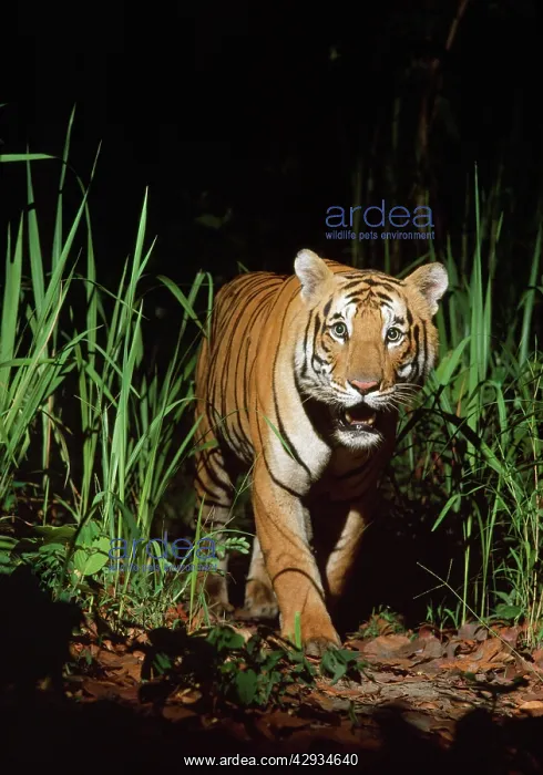 : Bengal / Indian TIGER in wild at night : Bengal / Indian TIGER in wild at night