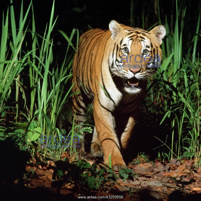: Bengal / Indian TIGER - in wild at night : Bengal / Indian TIGER - in wild at night
