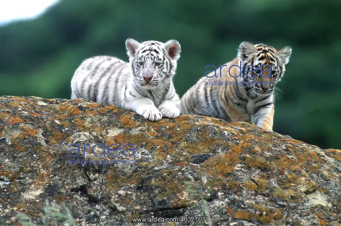 : Bengal / Indian TIGER - x two cubs, one is a white phase : Bengal / Indian TIGER - x two cubs, one is a white phase