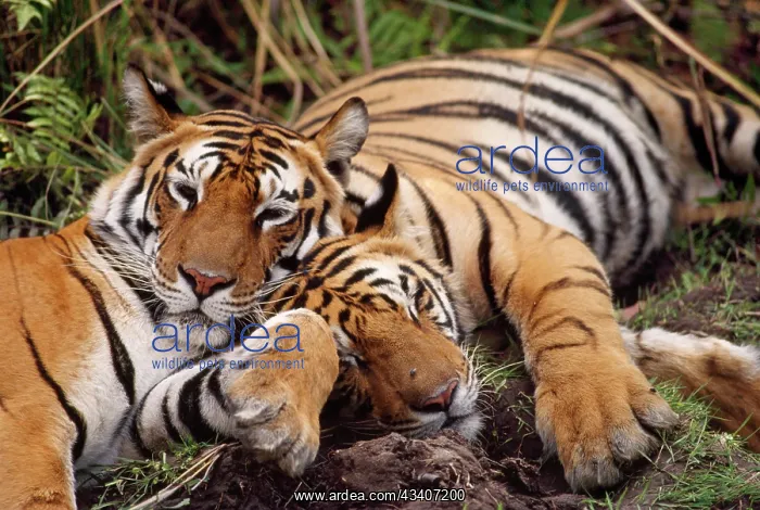 : Bengal / Indian TIGER - x two resting : Bengal / Indian TIGER - x two resting