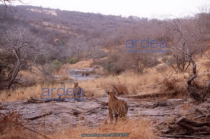 : Bengal / Indian TIGER - x two stalking deer prey : Bengal / Indian TIGER - x two stalking deer prey