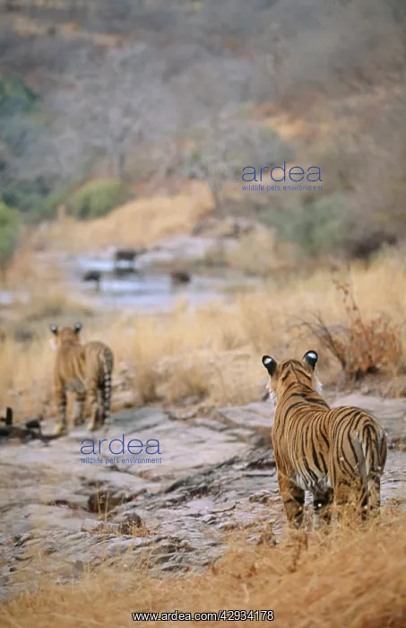 : BENGAL / INDIAN TIGER - x two stalking / watching prey : BENGAL / INDIAN TIGER - x two stalking / watching prey