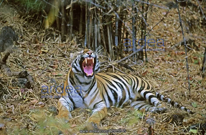  : Bengal  /  Indian Tiger - yawning in the Bamboo forest