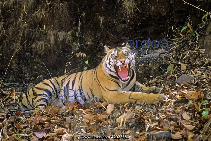 : Bengal / Indian Tiger yawning outside it's cave home : Bengal / Indian Tiger yawning outside it's cave home