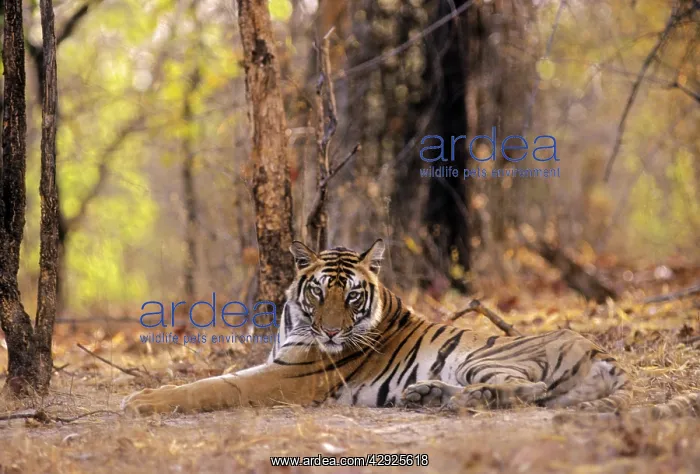 : Bengal / Indian Tiger - young : Bengal / Indian Tiger - young