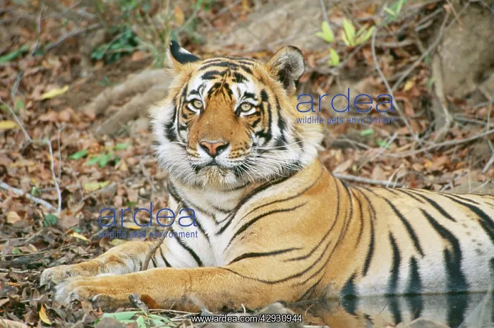 : Bengal / Indian Tiger - Young male, 3 years old : Bengal / Indian Tiger - Young male, 3 years old