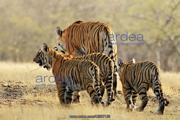 : Bengal / Indian Tigeress with cubs - moving to : Bengal / Indian Tigeress with cubs - moving to