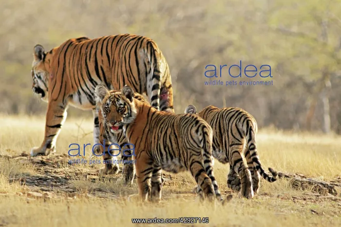 : Bengal / Indian Tigeress with cubs - moving to : Bengal / Indian Tigeress with cubs - moving to