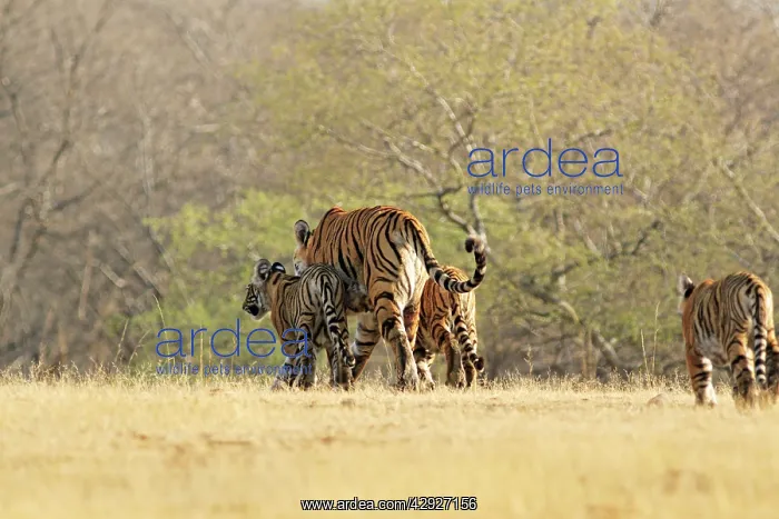 : Bengal / Indian Tigeress with cubs - moving to : Bengal / Indian Tigeress with cubs - moving to