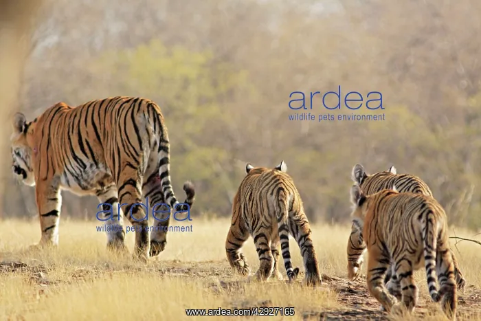 : Bengal / Indian Tigeress with cubs - moving to : Bengal / Indian Tigeress with cubs - moving to