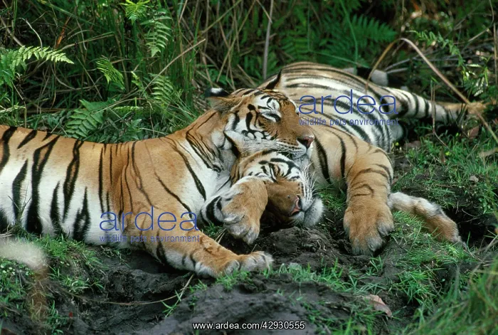 : BENGAL / INDIAN TIGERS - female & cub, sleeping : BENGAL / INDIAN TIGERS - female & cub, sleeping