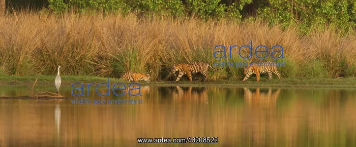 : Three Bengal or Indian Tigers (Panthera tigris tigris) : Three Bengal or Indian Tigers (Panthera tigris tigris)