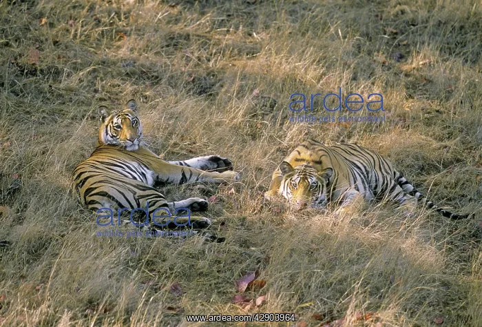 : Bengal / Indian Tigers - young on a lazy morning : Bengal / Indian Tigers - young on a lazy morning