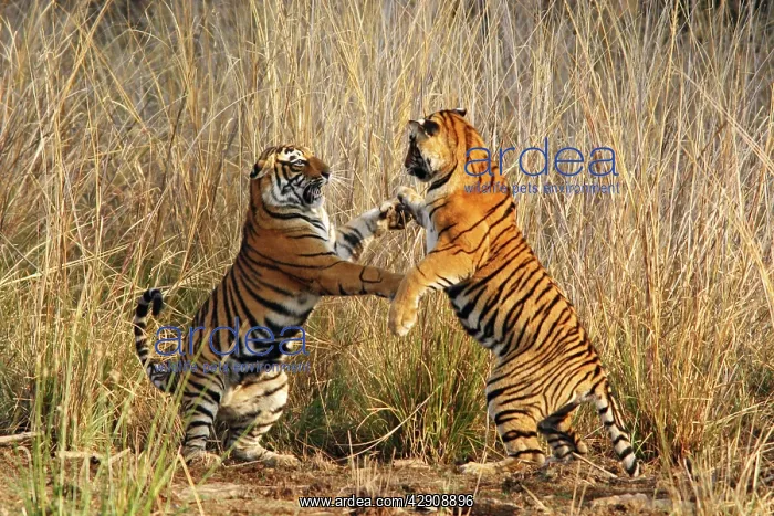 : Bengal / Indian Tigers - two young play fighting : Bengal / Indian Tigers - two young play fighting
