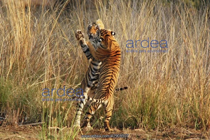 : Bengal / Indian Tigers - two young play fighting : Bengal / Indian Tigers - two young play fighting