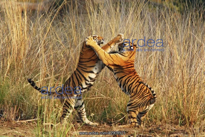 : Bengal / Indian Tigers - two young play fighting : Bengal / Indian Tigers - two young play fighting