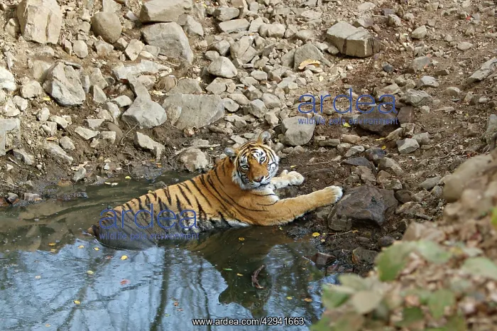 : Bengal / IndianTiger - Tigress lying in a pool cooling off : Bengal / IndianTiger - Tigress lying in a pool cooling off