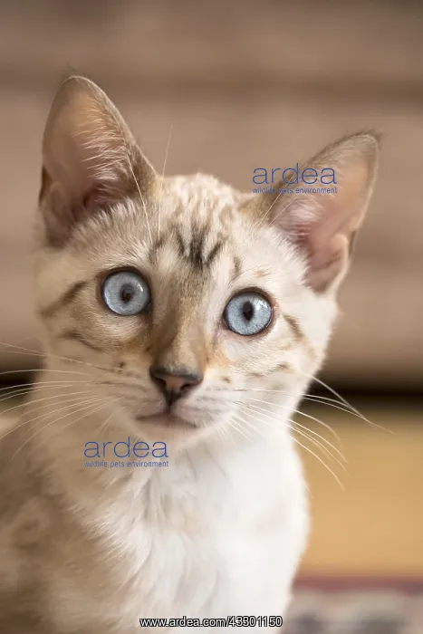  : Bengal Kitten