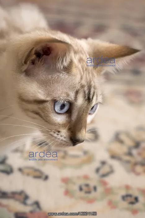  : Bengal Kitten
