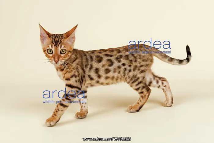 : Bengal Kitten, brown rosetted, 16 weeks Bengal Katze : Bengal Kitten, brown rosetted, 16 weeks Bengal Katze