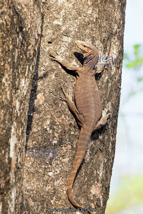 : Bengal Monitor / Common Indian Monitor Lizard on a tree : Bengal Monitor / Common Indian Monitor Lizard on a tree