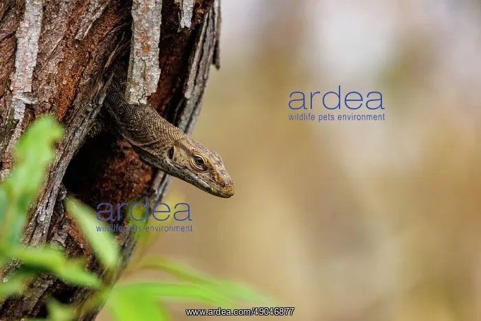 : Bengal monitor lizard (Varanus bengalensis) : Bengal monitor lizard (Varanus bengalensis)