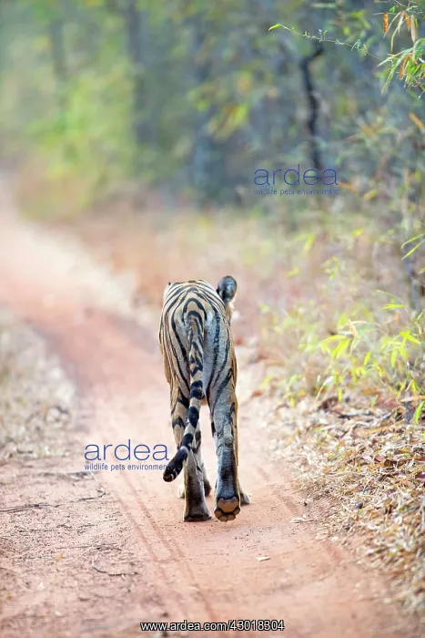 : Bengal Tiger : Bengal Tiger