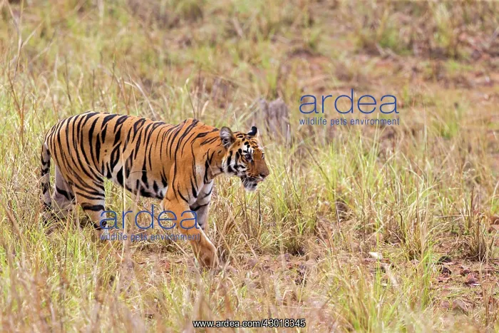 : Bengal Tiger : Bengal Tiger